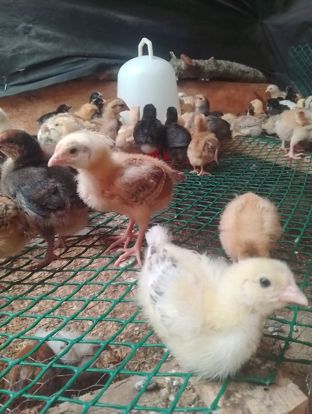 Improved Kienyeji chicks all breeds 2 weeks