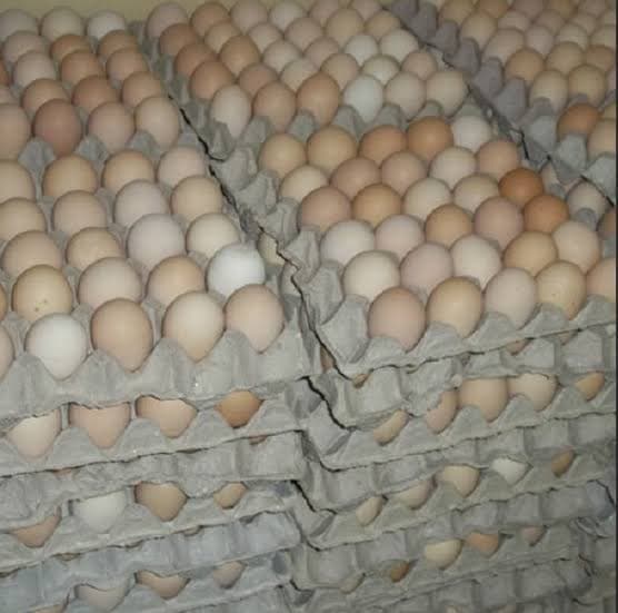 Fertilized eggs improved Kienyeji (all breeds ) 