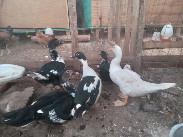 live ducks 6 months CWF 16