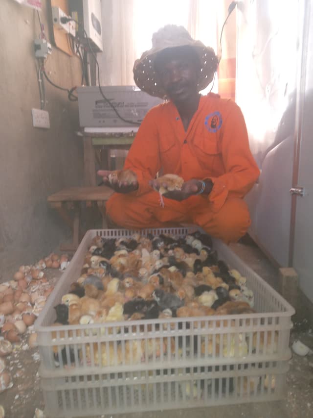 day old chicks /vifaranga wa siku moja