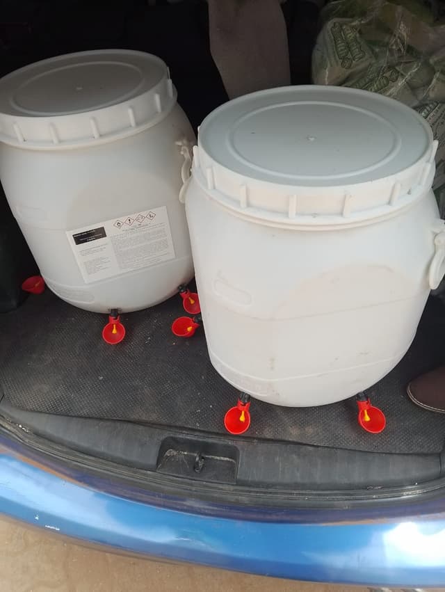 Chicks and chicken Drinkers 