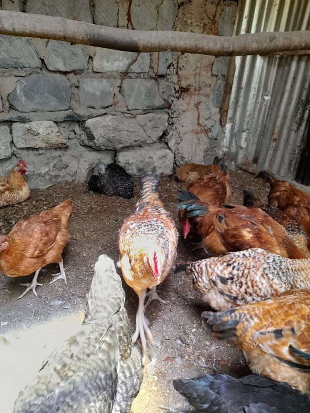 Live jogoos for eating