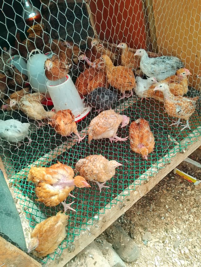2 months chicken kuku Kienyeji Kenya 