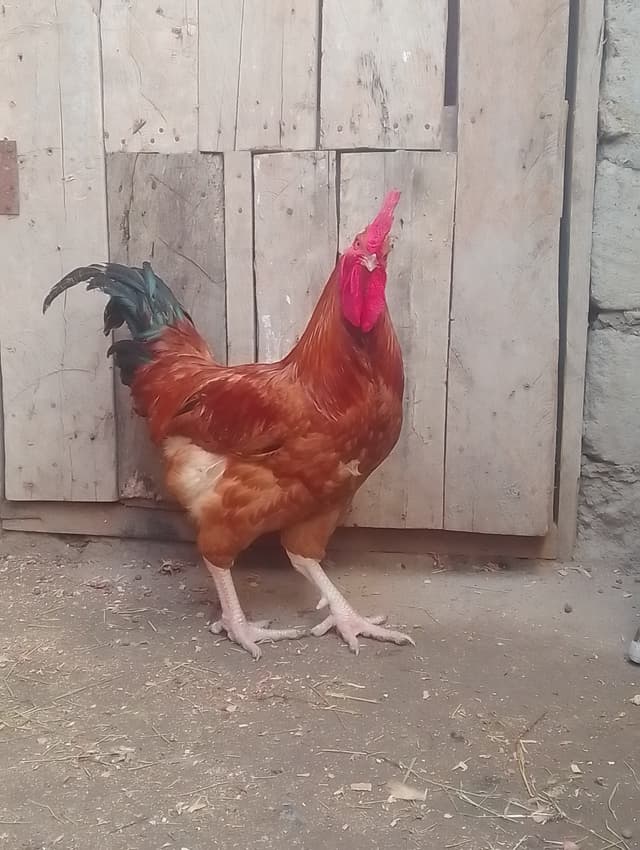 Kienyeji chicken