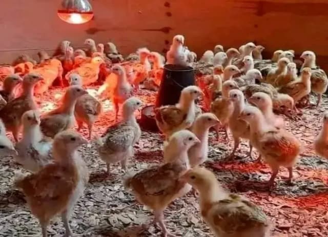 Improved Kienyeji chicks all breeds 3 weeks