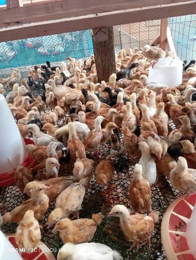 1 month improved Kienyeji chicks 