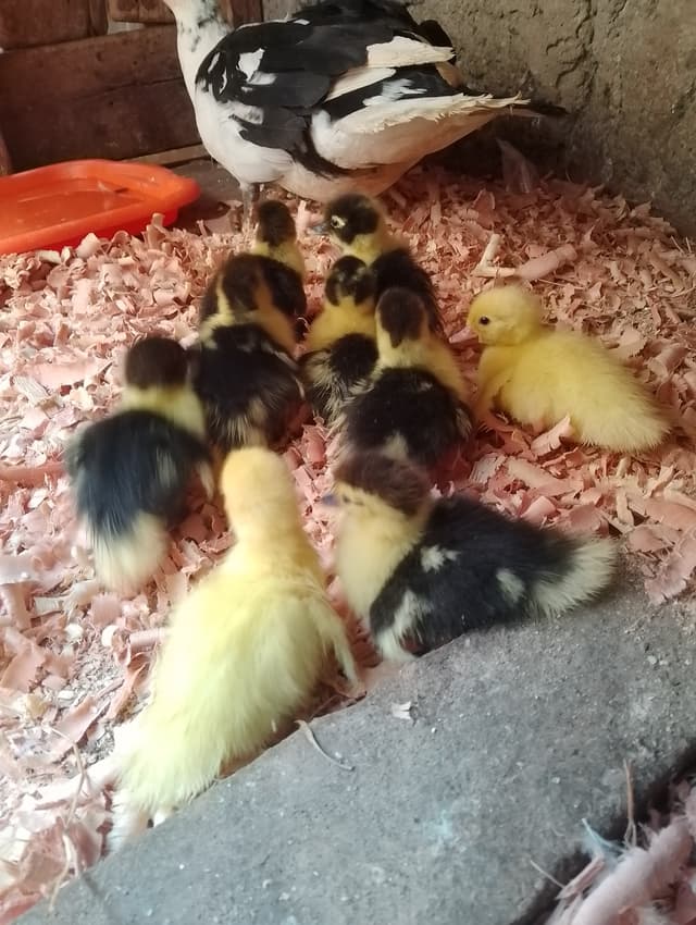 Ducklings , bata , duck different sizes Muscovy 