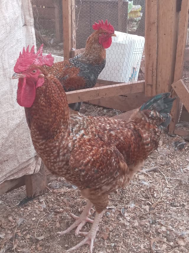 full chicken 