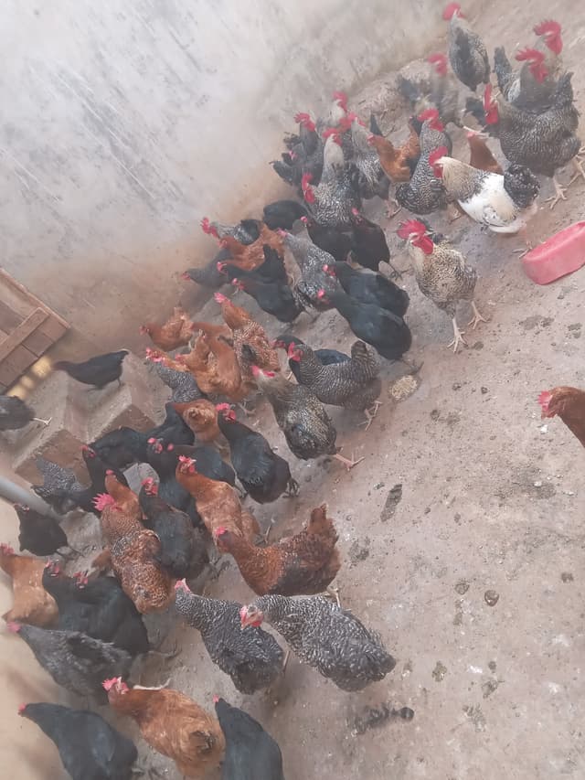 chicken jogoo 