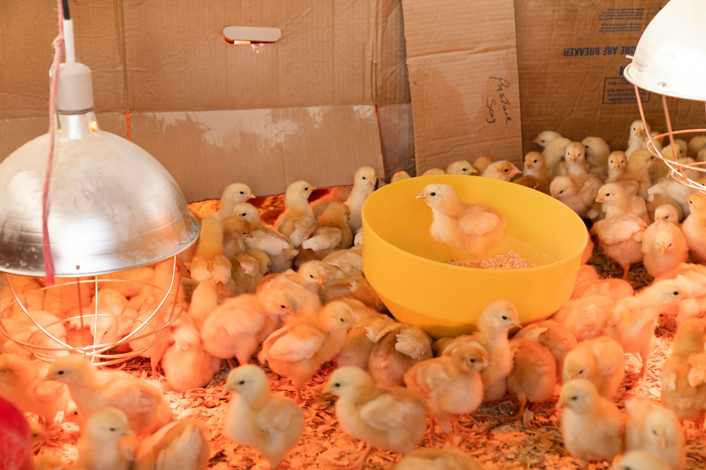 CHICKWORLD POULTRY FARM